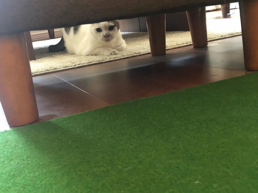 ソファの下からこちらをのぞく猫